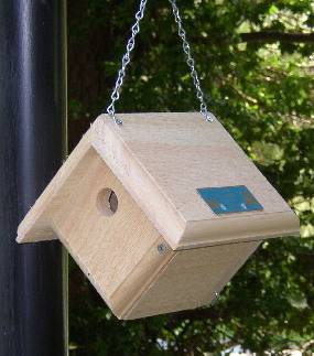 Hanging House Wren