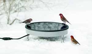 ground level bird bath